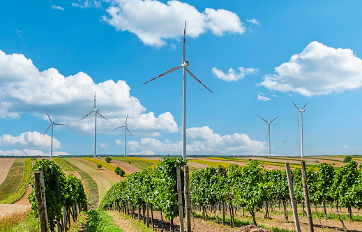 Wind turbines - vineyard - sustainable resources - renewable energy - Austria