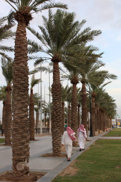 istock palm and date palm trees at sunset. jeddah saudi arabia 1466694116