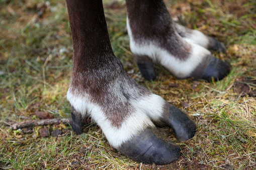 View of a dog's paw laying on laminate floor.