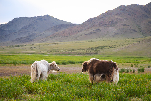 Yaks standing in grass against mountains, Jargalant, Mongolia