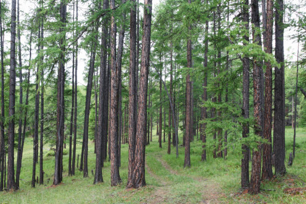 istock View of green forest 1466694236