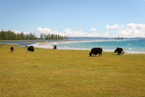 Yaks grazing on shore of turquoise Khuvsgul lake at Lake Khovsgol National Park, Mongolia.