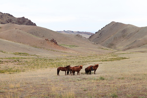 Horses standing on landscape in desert, Myangan Yamaat, Mongolia.