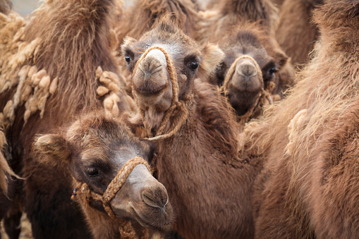 A close up head shot of a Bactrian camel in the Altai Mountains. Bactrian camels resting by a stone wall, where they live with nomadic herders in the remote Kazakh region of the Altai Mountains. They are used to carry loads during the herders seasonal migrations and graze with other livestock close to the ger homesteads. Their milk is a valuable source of protein for the nomadic herder families, especially for the children and elderly.