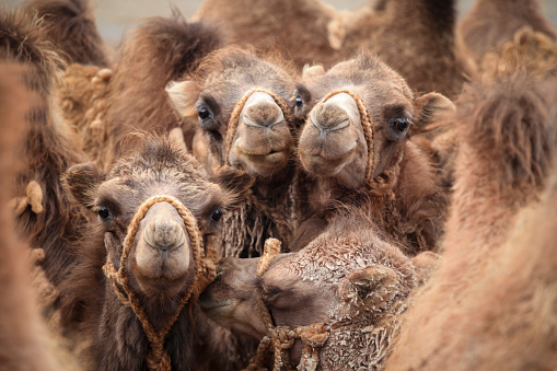 Camels in Negev Desert, Israel, close to Mamshit National Park