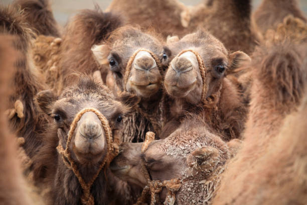 крупный план бактрийских верблюдов - bactrian camel camel independent mongolia gobi desert стоковые фото и изображения