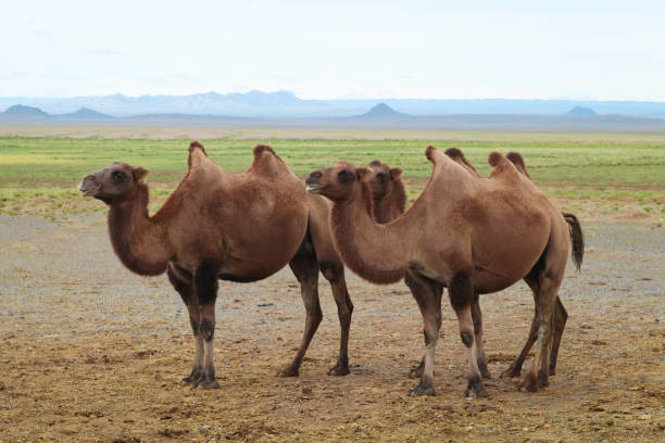 istock Wild Bactrian camels in desert 1466694353