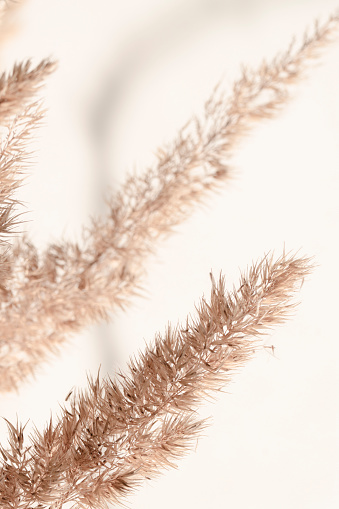 Natural background in boho style and beige color. Dry branches and reed flowers on a light wall, macro