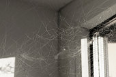 Large web close-up. Dirty room indoors, dust and cobwebs in the corner of the window, the need for cleaning