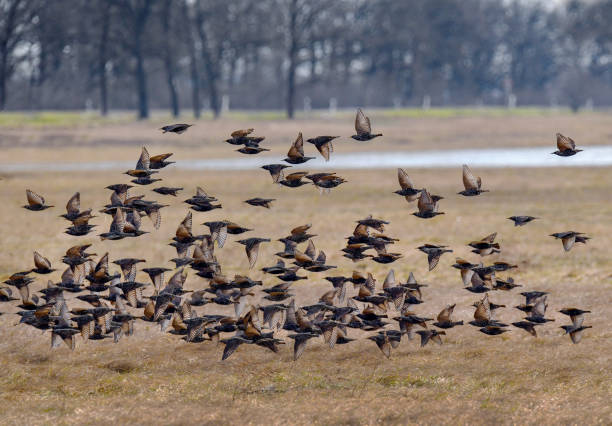 istock Skylarks are flying in winter time 1466696269