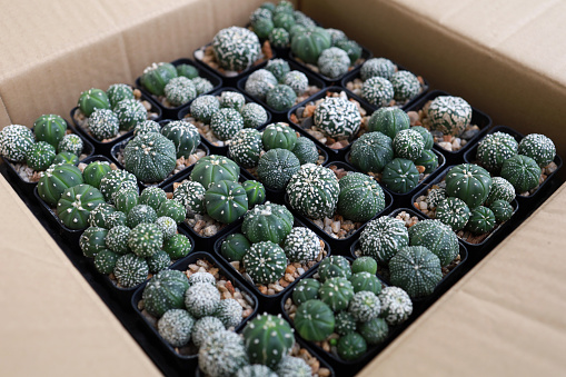 High angle view a big box cactus potted plants ready for delivery