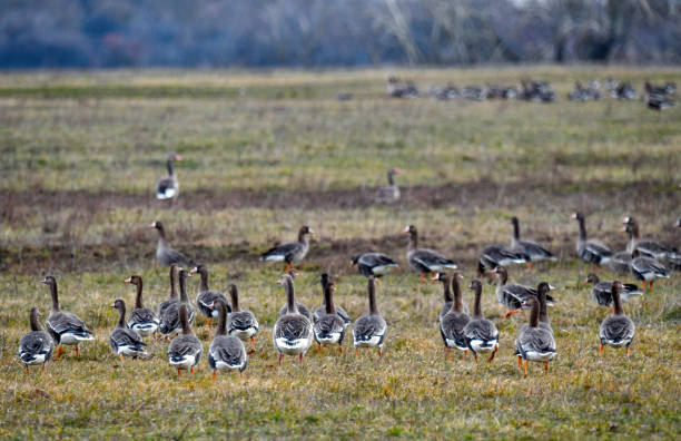 istock Summer goose flying in winter time 1466696844