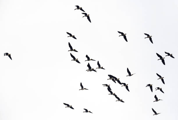 istock Summer goose flying in winter time 1466696898
