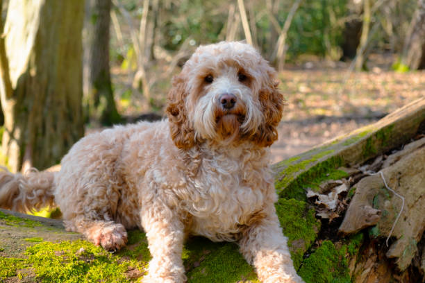 Copper Cockapoo 930+ Cockapoo Playing Fotografías de stock, fotos e imágenes libres de ...