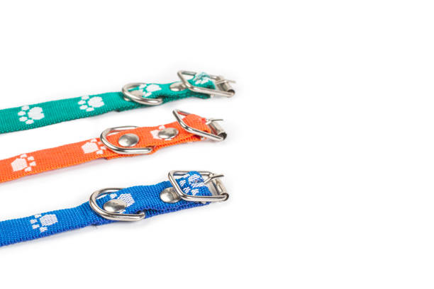 istock Colored dog collars on a white background with copy space 1466698381