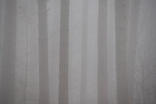 Mist drifting through a mysterious pine forest.