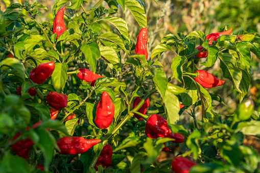 Red paprika pepper in the field 