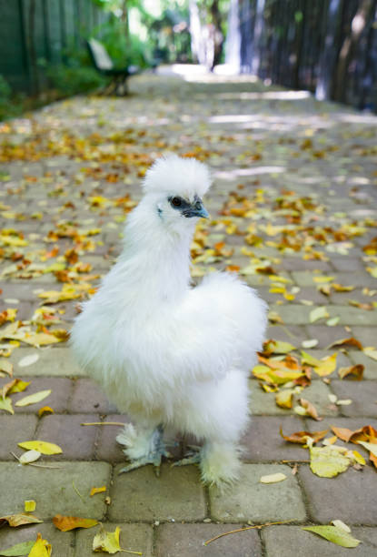 Cochinchin chicken walks around the zoo stock photo