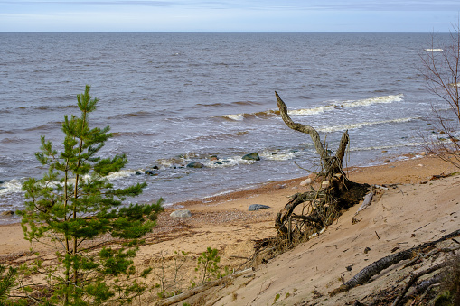 The sandy shore of the Baltic Sea in spring. with highly variable weather conditions. roots of a fallen tree on the shore