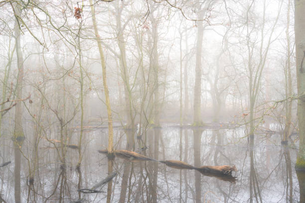 An area of flooded woodland.