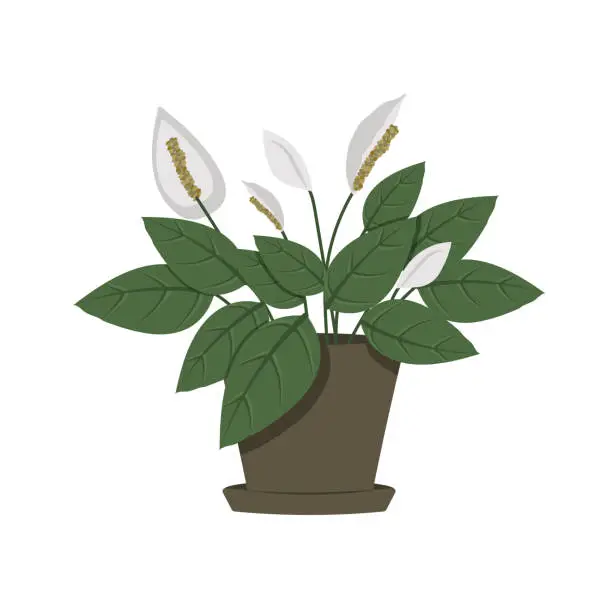 Vector illustration of Spathiphyllum. Houseplant.