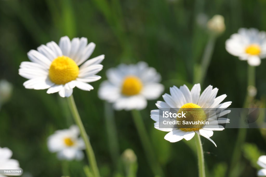 Chamomile Fresh daisies in meadow. Chamomile Plant Stock Photo