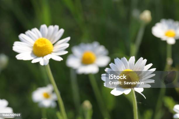 Chamomile Stock Photo - Download Image Now - Chamomile Plant, Chamomile, Plant