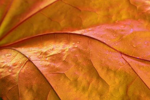 Autumn colored grape vine leaf