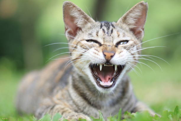 istock cat in the garden 1466701875