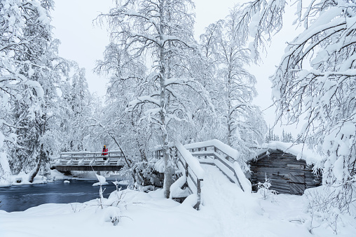 A hiker in the snowy forest stands on wooden bridge crossing the frozen river by the mill, Pallas-Yllästunturi National Park, Muonio, Lapland, Finland
