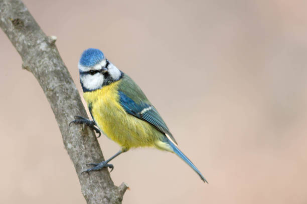 istock Eurasian blue tit (Cyanistes caeruleus) 1466703691