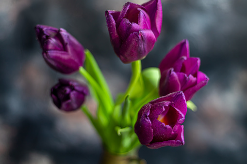 Purple Triumph Tulip 'Paul Scherer' in flower.