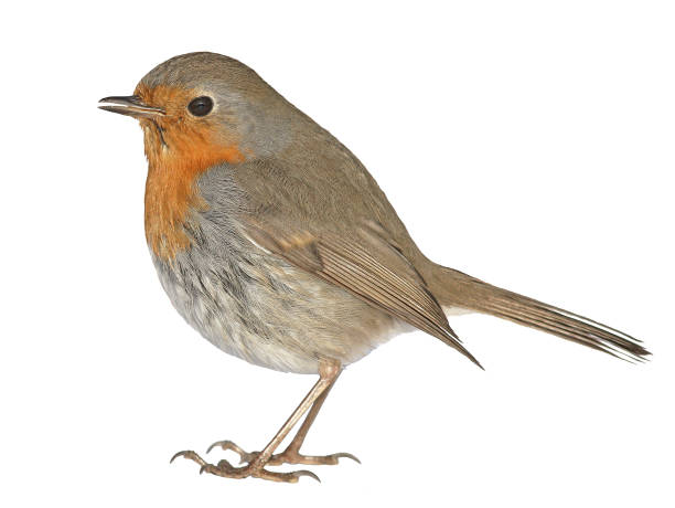 istock Cute Robin bird isolated on white background 1466704159