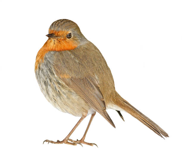 istock Cute Robin bird isolated on white background 1466704211