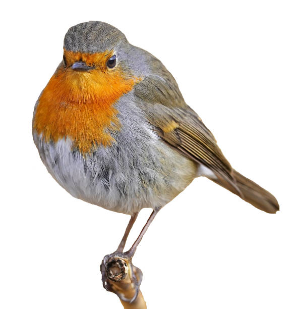 istock Cute Robin bird isolated on white background 1466704212