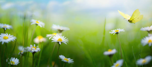 istock Beautiful spring meadow with white spring flowers and a flying butterfly on a sunny Easter day 1466704216