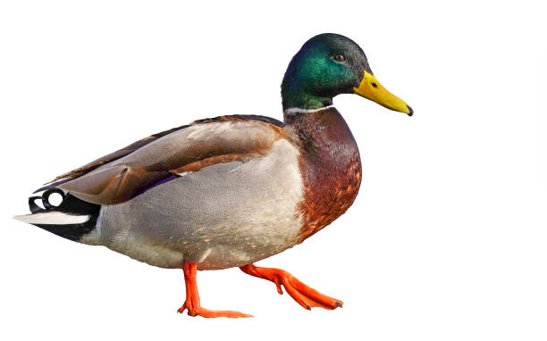 istock male mallard duck on white background 1466704605