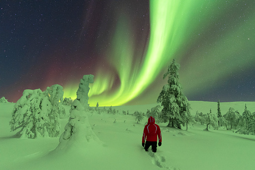 Man in red jacket under the show of the northern lights in the snowy forest, Pallas-Yllästunturi National Park, Lapland, Finland