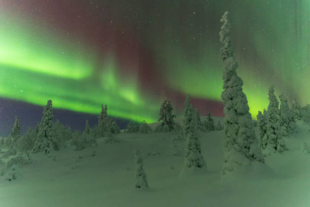 istock Snow winter wood under northern lights 1466705435