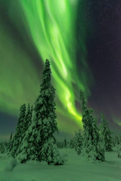 istock Northern Lights over frozen snowy trees 1466705677