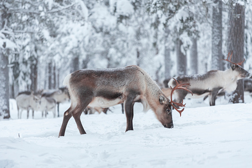 Wild reindeer standing in the wood eating in the snow