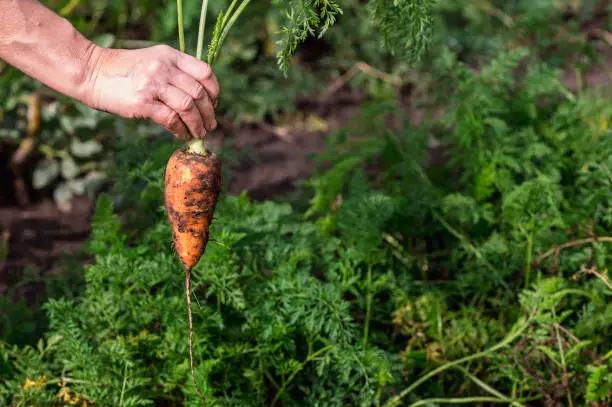 Photo of Freshly dug carrots in close-up with green tops in the farmer's hand on the background of a garden bed on a sunny day. Background