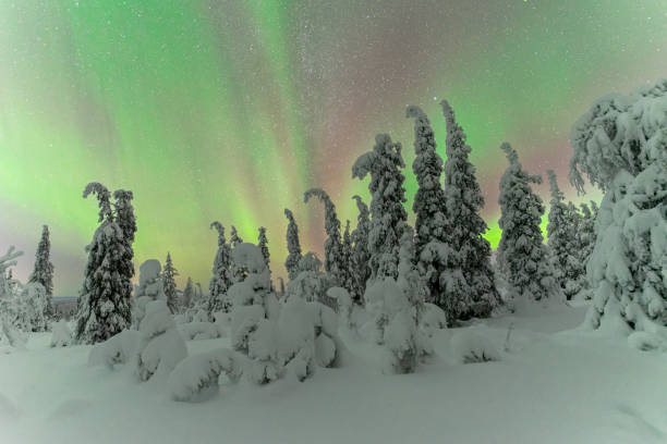 istock Snowy forest under northern lights 1466709080