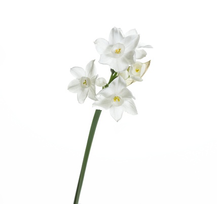 White flower of Narcissus papyraceus plant isolated on white background, common name paperwhite