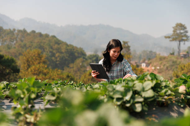 agricultores comprobando la calidad de la fresa en el campo - trabajador emigrante fotografías e imágenes de stock