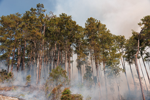 In July of 2019 the Museum Fire of Northern Arizona burned 1,961 acres of Ponderosa pine and mixed conifer forest.  The was caused by a forest-thinning project which was originally undertaken to help prevent devastating wildfires. The fire was started from a piece of heavy equipment striking a rock and sparking the blaze.  Nearby neighborhoods were forced to evacuate.  According to the National Forest Service, the fire cost $9 million before it was brought under control.  This section of burned trees was photographed from the Brookbank Trail in the Coconino National Forest near Flagstaff, Arizona, USA.