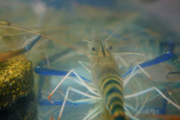 istock Shrimp in the oxygen tank 1466712897