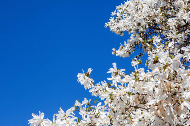 белая магнолия и голубое небо весной. цветочный фон. цветущие деревья. природа. копирование пространства. - plant white magnolia tulip tree стоковые фото и изображения