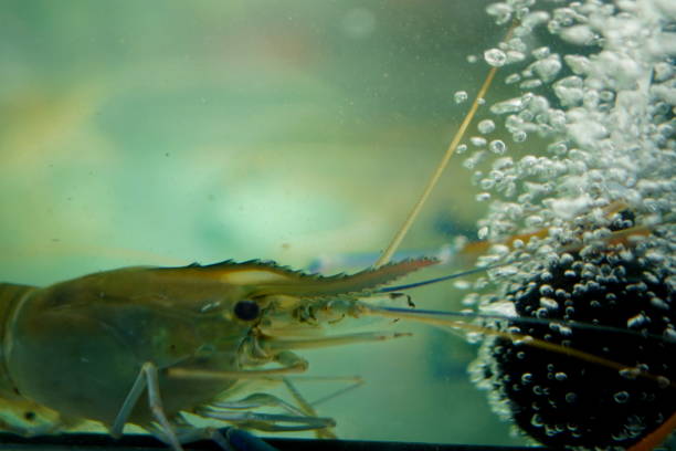 istock Shrimp in the oxygen tank 1466712998
