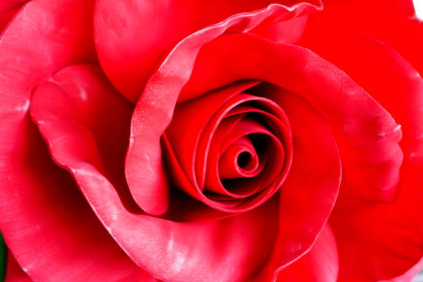 Close-up of the artificial red roses flower